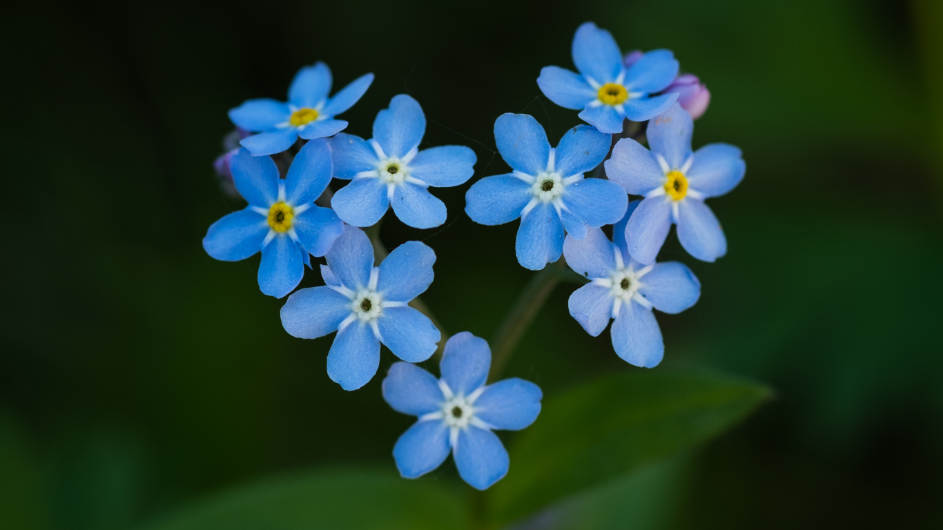 vergeet me niet - wereld alzheimer dag - dementie - alzheimer - vergeet me niet blauwe bloempjes - rememberme